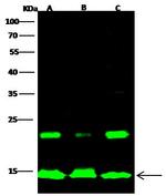 Histone H2A Antibody in Western Blot (WB)