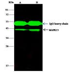 SAPK4 Antibody in Immunoprecipitation (IP)