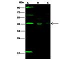 SAPK4 Antibody in Western Blot (WB)