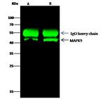 JNK2 Antibody in Immunoprecipitation (IP)