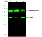 MRPL44 Antibody in Immunoprecipitation (IP)