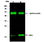 Cyclophilin A Antibody in Immunoprecipitation (IP)