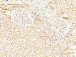 Prostasin Antibody in Immunohistochemistry (Paraffin) (IHC (P))