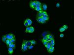 HAI-2 Antibody in Immunocytochemistry (ICC/IF)