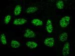 OBFC1 Antibody in Immunocytochemistry (ICC/IF)