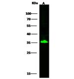 SULT2A1 Antibody in Western Blot (WB)