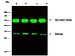 14-3-3 eta Antibody in Immunoprecipitation (IP)