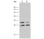 eIF4H Antibody in Western Blot (WB)