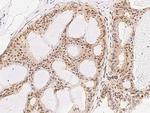 RXRG Antibody in Immunohistochemistry (Paraffin) (IHC (P))