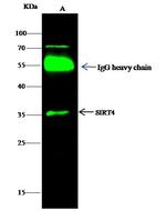 SIRT4 Antibody in Immunoprecipitation (IP)