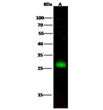 STX8 Antibody in Western Blot (WB)