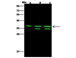 Thymidylate Synthase Antibody in Western Blot (WB)