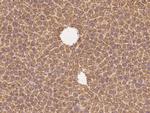 Neuropilin 1 Antibody in Immunohistochemistry (Paraffin) (IHC (P))