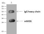 MOG Antibody in Immunoprecipitation (IP)