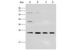 HP1 beta Antibody in Western Blot (WB)