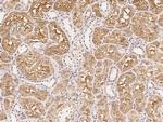 ACE Antibody in Immunohistochemistry (Paraffin) (IHC (P))