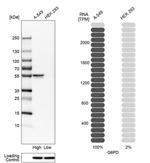 G6PD Antibody