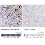 XPNPEP2 Antibody