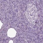 HSPA2 Antibody in Immunohistochemistry (Paraffin) (IHC (P))