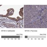 MYH9 Antibody