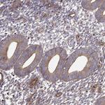 MYH9 Antibody in Immunohistochemistry (Paraffin) (IHC (P))