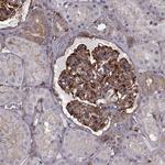 MYH9 Antibody in Immunohistochemistry (Paraffin) (IHC (P))