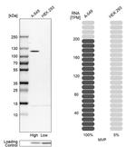 MVP Antibody