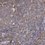 IkB epsilon Antibody in Immunohistochemistry (Paraffin) (IHC (P))