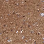 Caspr2 Antibody in Immunohistochemistry (Paraffin) (IHC (P))