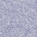 Caspr2 Antibody in Immunohistochemistry (Paraffin) (IHC (P))