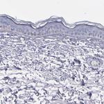 Caspr2 Antibody in Immunohistochemistry (Paraffin) (IHC (P))