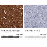 Caspr2 Antibody