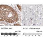 EB1 Antibody