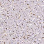 CD206 Antibody in Immunohistochemistry (Paraffin) (IHC (P))