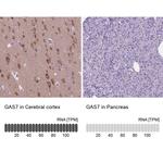 GAS7 Antibody