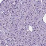 GAS7 Antibody in Immunohistochemistry (Paraffin) (IHC (P))