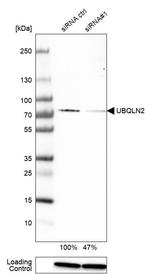 Ubiquilin 2 Antibody