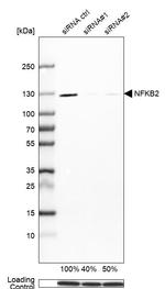 NFkB p100 Antibody