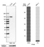 CD49f Antibody