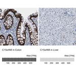 C15orf48 Antibody