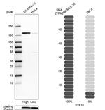 LOK Antibody