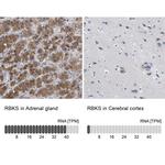 RBKS Antibody