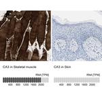 Carbonic Anhydrase III Antibody