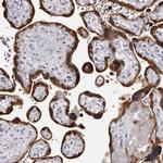 Bisphosphoglycerate mutase Antibody in Immunohistochemistry (Paraffin) (IHC (P))