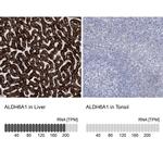 ALDH6A1 Antibody