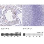 LYAG Antibody