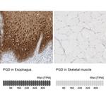 PGD Antibody