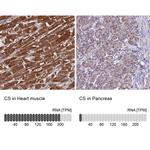 Citrate Synthase Antibody