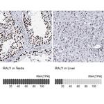 RALY Antibody