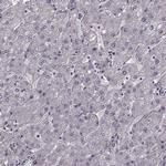 FTO Antibody in Immunohistochemistry (Paraffin) (IHC (P))